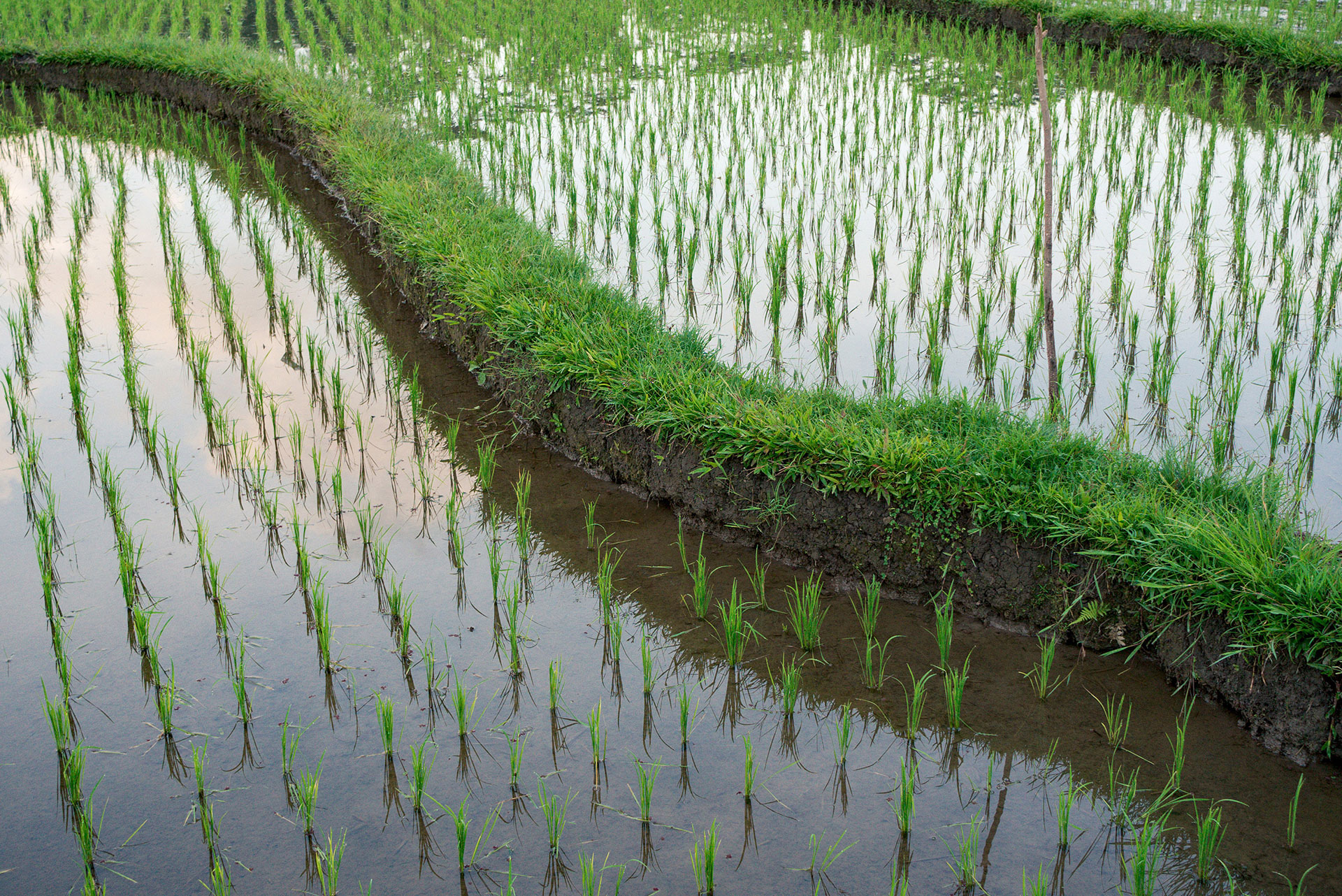 sake-ricefields